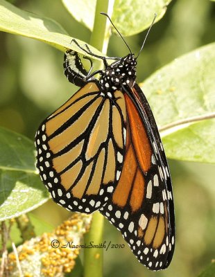 Monarch ovipositing - Danaus plexippus AU10 #4295
