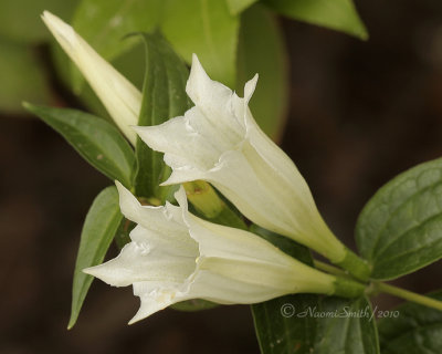 Gentian asclepiadea- alba AU10 #4864