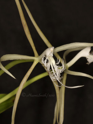 Epidendrum ciliare S10 #1104