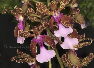 Oncidium lanceanum S10 #1085