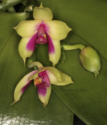 Phalaenopsis bellini S10 #1037