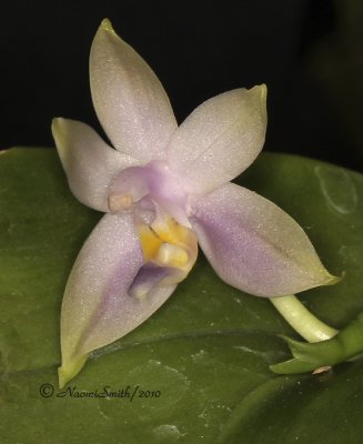Phalaenopsis violacea V coerulea S10 #1052