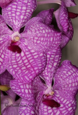 Vanda Lumpini Red X Coerulea S10 #1038