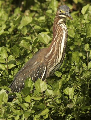 Green Heron S10 #8501
