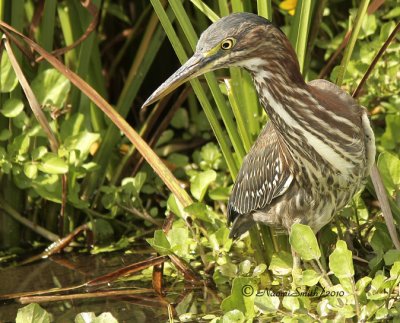 Green Heron S10 #8428
