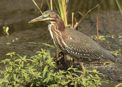 Green Heron S10 #8373