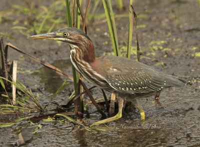 Green Heron S10 #8360