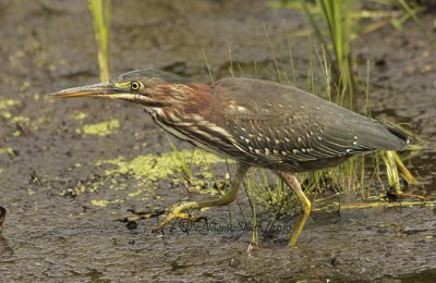 Green Heron S10 #8356