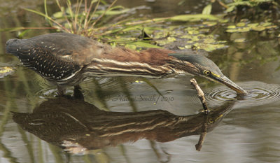 Green Heron S10 #8349
