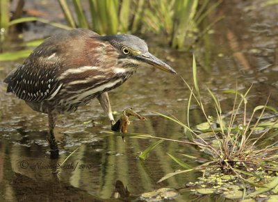 Green Heron S10 #8307