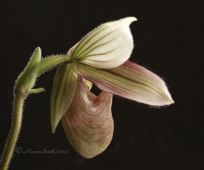 Paphiopedilum purpuratum O10 #1856