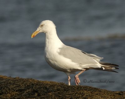 Herring Gull S10 #7334