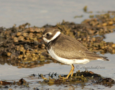 Semipalmated Plover S10 #7133