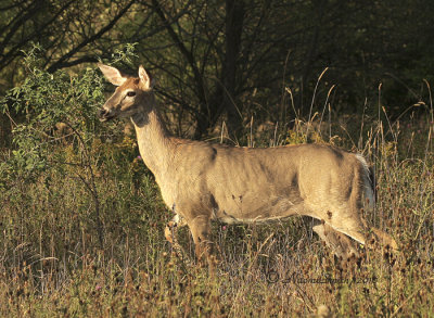 White-tailed Deer S10 #7608