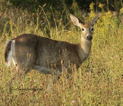 White-tailed Deer S10 #7572