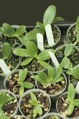 Sedirea japonica seedlings S10 #8045