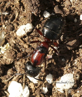 Camponotus novaeboracensis S10 #9272