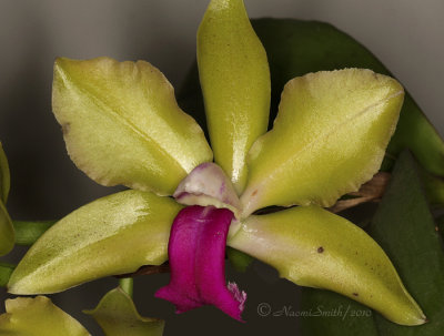 BLC Emerald Sea Spectacular S10 #1011