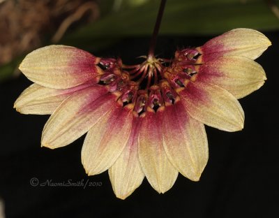 Bulbophyllum S10 #1003