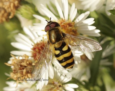 Syrphid O10 #1458