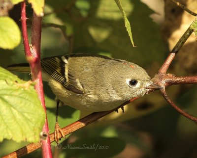Ruby-crowned Kinglet O10 #1511