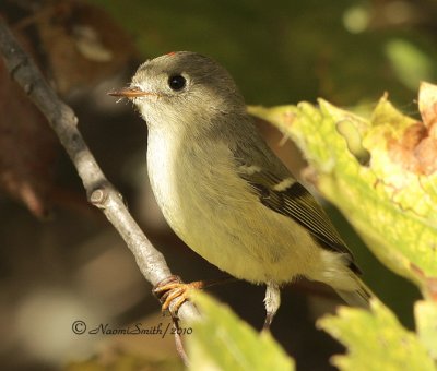 Ruby-crowned Kinglet O10 #1486