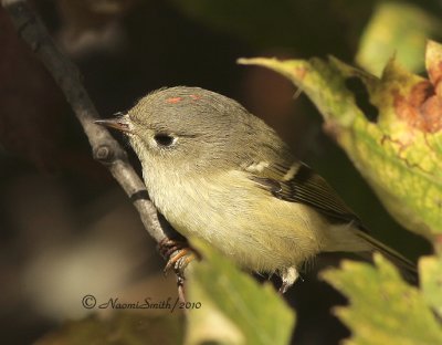 Ruby-crowned Kinglet O10 #1491