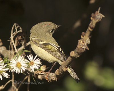 Ruby-crowned Kinglet O10 #1509