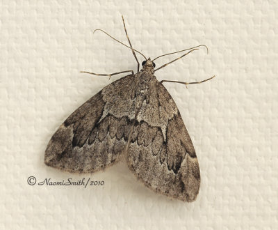 Evergreen Spanworm Moth- Thera juniperata  #2700 N10