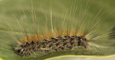 Hyphantria cunea - Fall Webworm Moth - Hodges#8140 #0374 S10