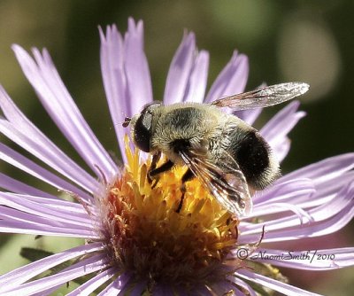 Eristalis anthophorina S10 #0244