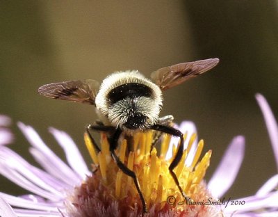 Eristalis anthophorina S10 #0315