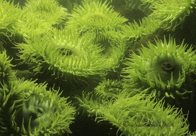Green Sea Anemones N10 #2093