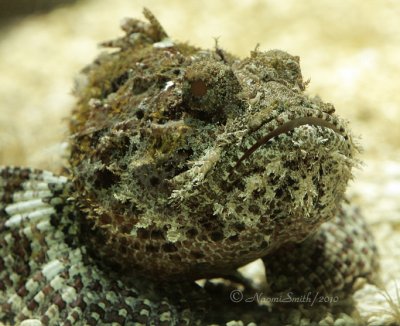 Spotted Scorpionfish N10 #2297