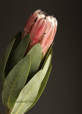 Protea D10 #2921