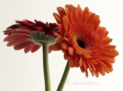 Gerbera Daisies D10 #3213