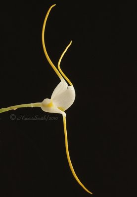 Masdevallia mejiana D10 #3286