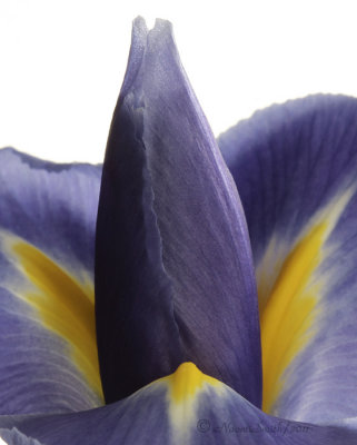 Iris JA11 #4064.jpg