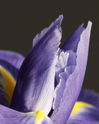Iris JA11 #4103