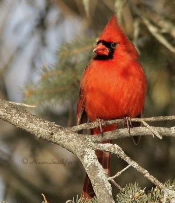 Northern Cardinal JA11 #4355