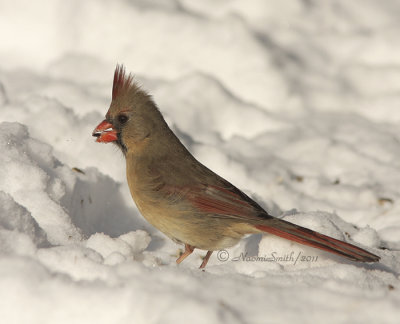 Northern Cardinal- female  JA11 #4450