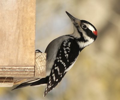 Hairy Woodpecker JA11 #4397