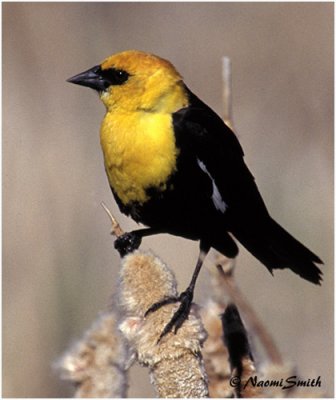 Yellow-headed Blackbird