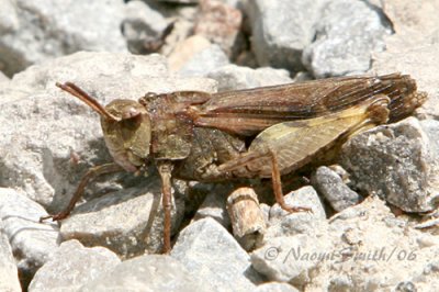 Northern Green-striped Grasshopper #6534