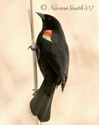 Red-winged Blackbird - Agelaius phoeniceus  A7 #4438