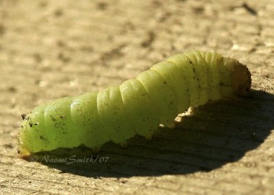Large Yellow Underwing-Noctua pronuba Larvae N7 #5667  