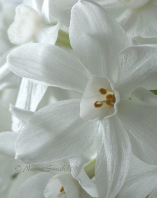 Paperwhite Narcissus D7 #5824.jpg