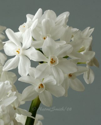 Paperwhite Narcissus D7 #5810.jpg