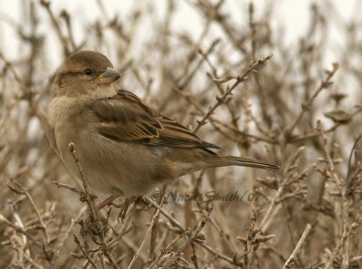 House Sparrow F. Passer domesticus D7 #5912