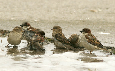 Bathing House Sparrows Passer domesticus D7 #5925